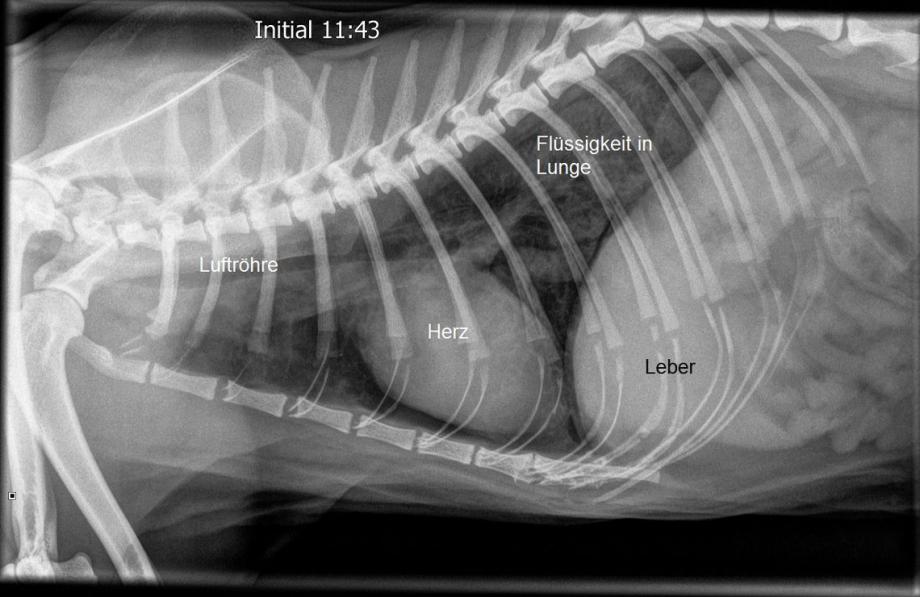 Röntgen Bild Katze Wasser In Lunge